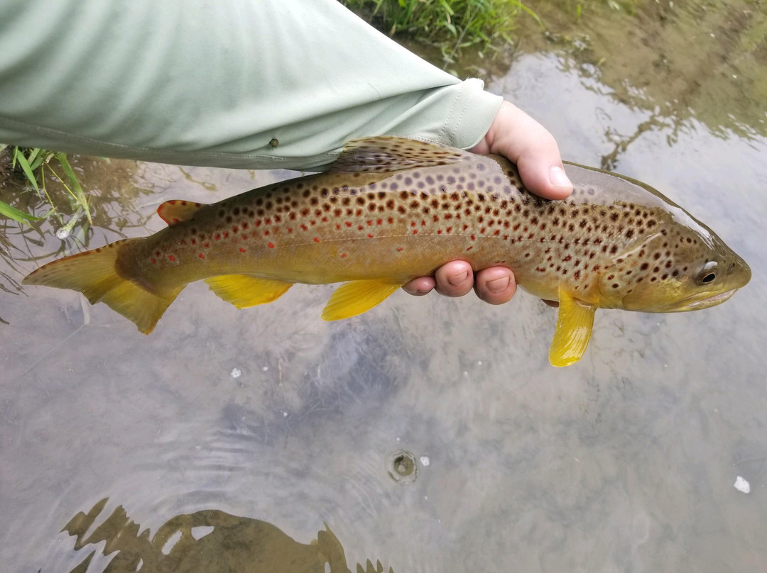 Driftless Angler景点图片