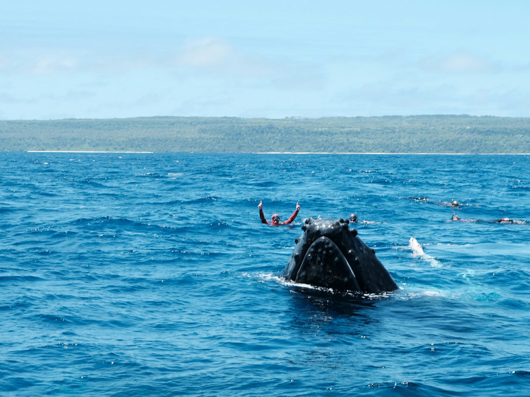 Whale Dive Tonga-努库阿洛法必去景点