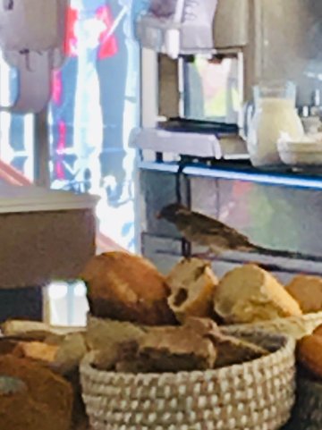 Planos Beach Hotel 海滩酒店-餐饮