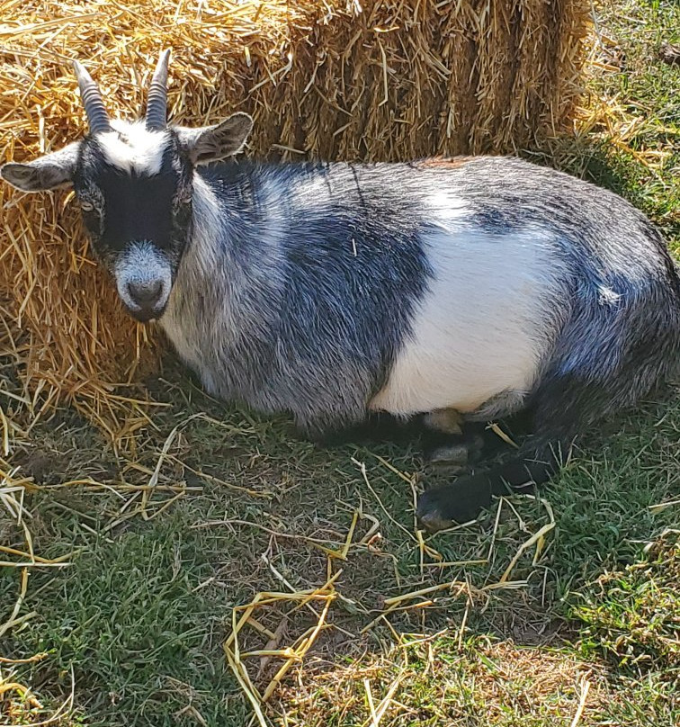 Weber's Cider Mill Farm景点图片
