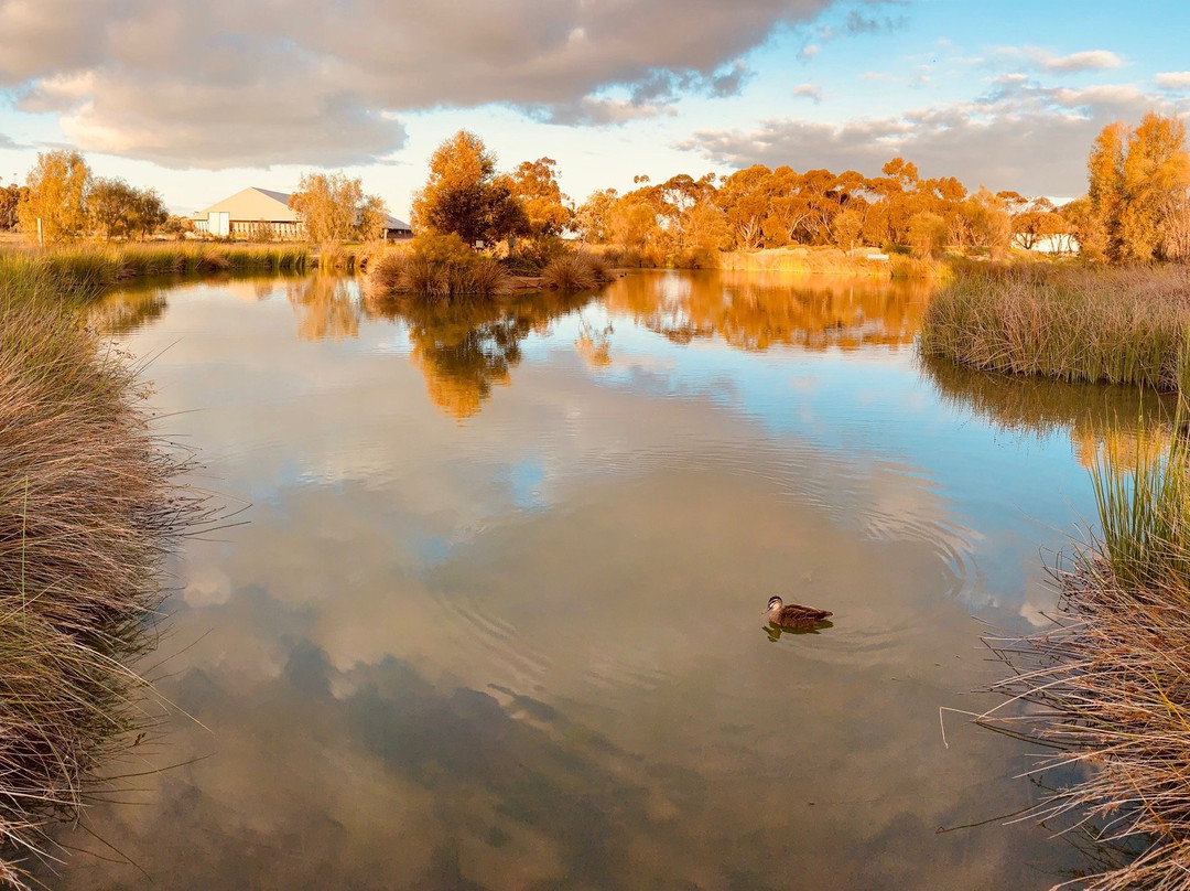 Pinnaroo Wetlands-Pinnaroo必去景点