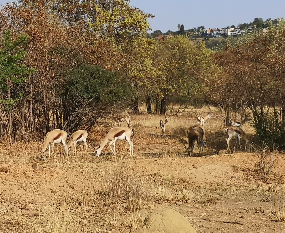 Moreleta Kloof Nature Reserve-比勒陀利亚必去景点