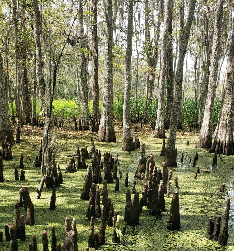 Bayou Black Airboat Swamp Tours景点图片