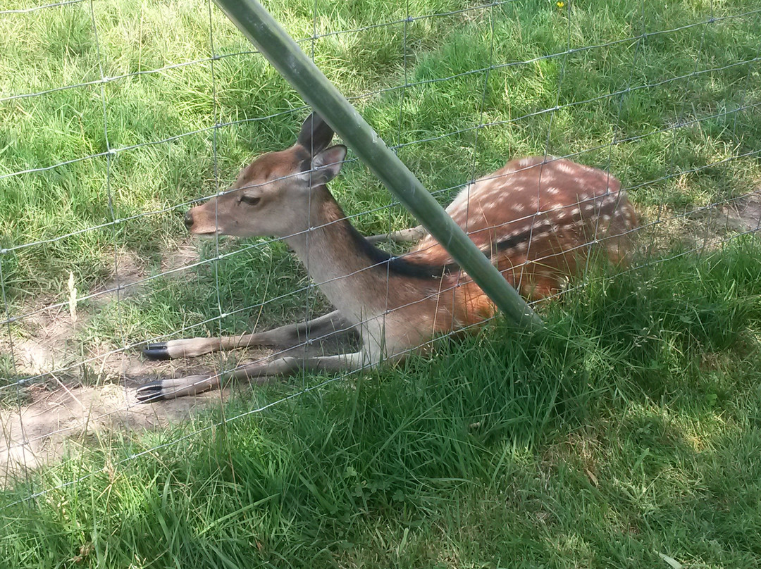 Wild - und Freizeitparkpark Allensbach Bodensee景点图片