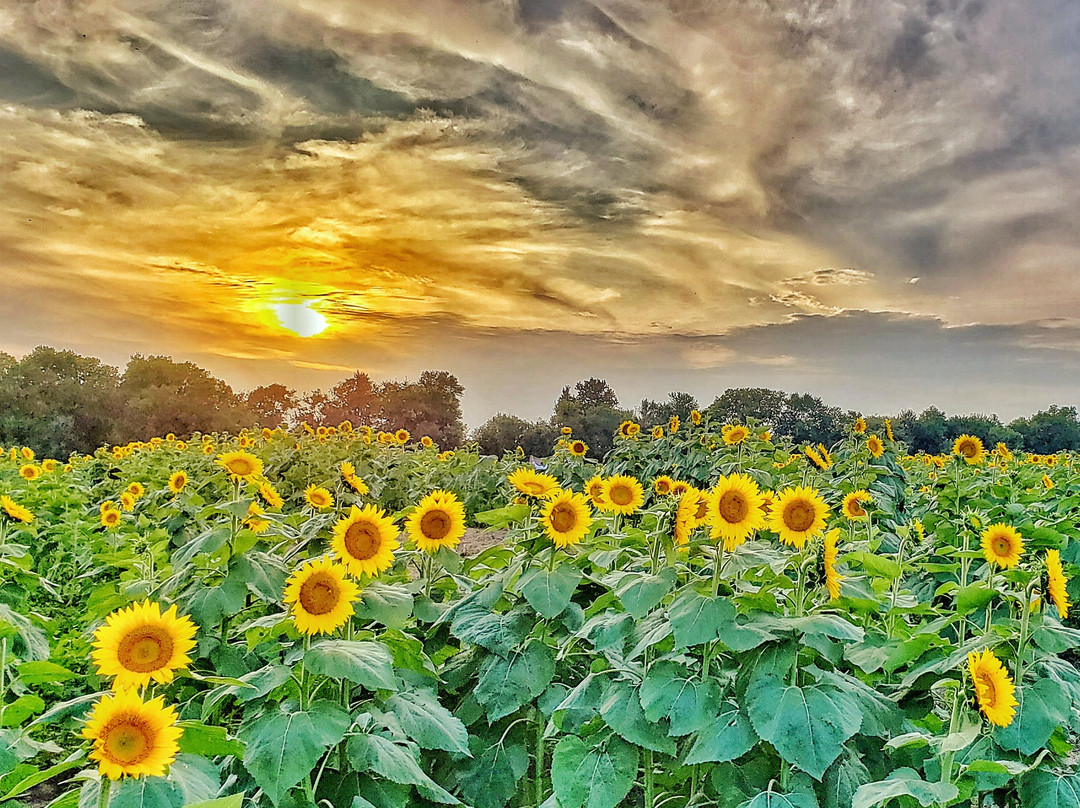 Grinter Farms-劳伦斯必去景点