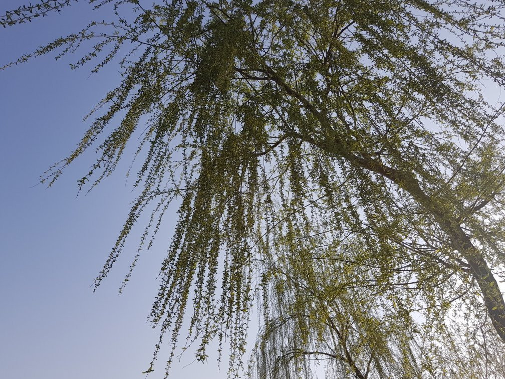 Baegot Hanul Park-始兴市必去景点