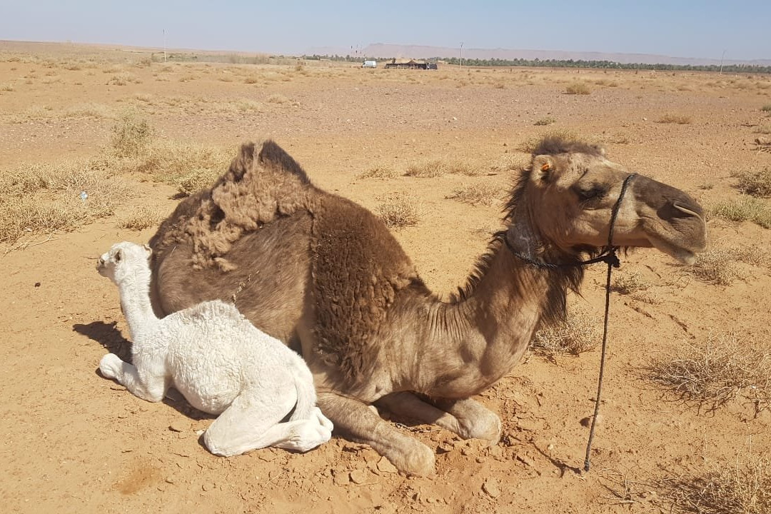 Sahara Riders-马拉喀什必去景点