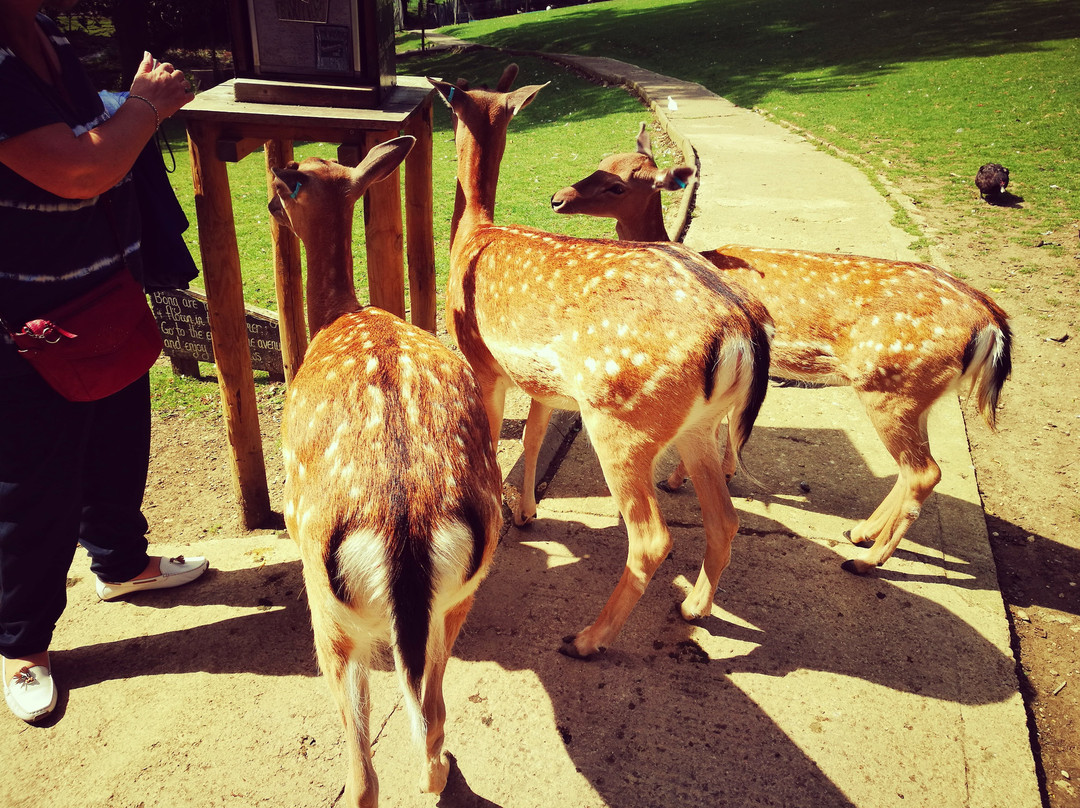 Prinknash Bird And Deer Park-Cranham必去景点