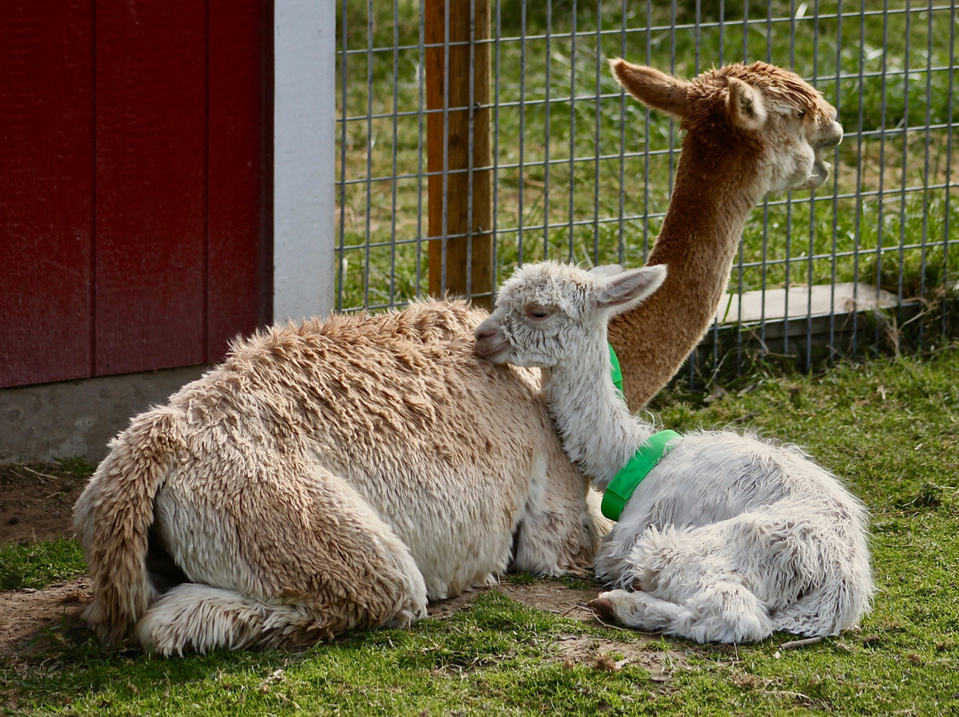 Sandollar Farms Alpacas & Pyrs景点图片