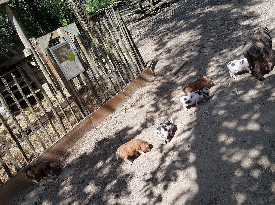 Center Parcs Het Heijderbos主图