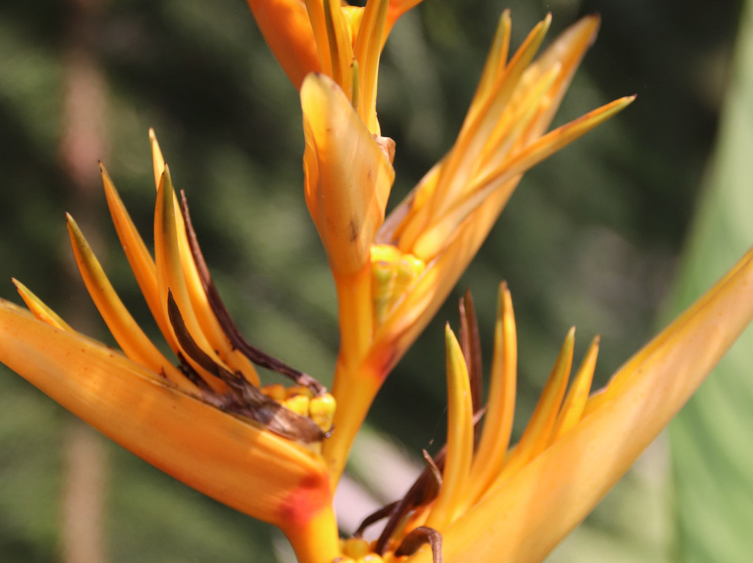 Les Rizieres Lombok主图