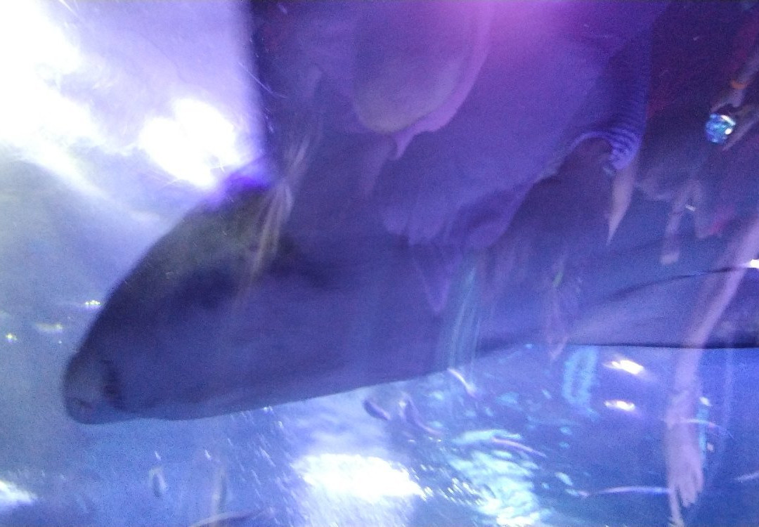 Aquarium景点图片