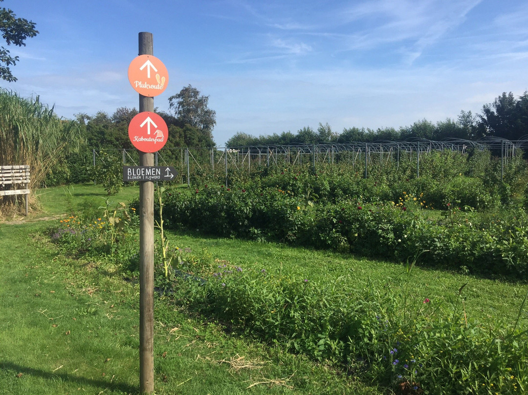 De Zelfpluktuin-特塞尔必去景点