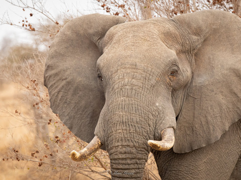 Safari's Direct-克鲁格国家公园必去景点