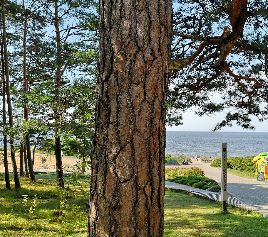 Saulkrasti Beach-Saulkrasti必去景点