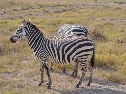 Siku Njema Tours and Safaris-蒙巴萨必去景点