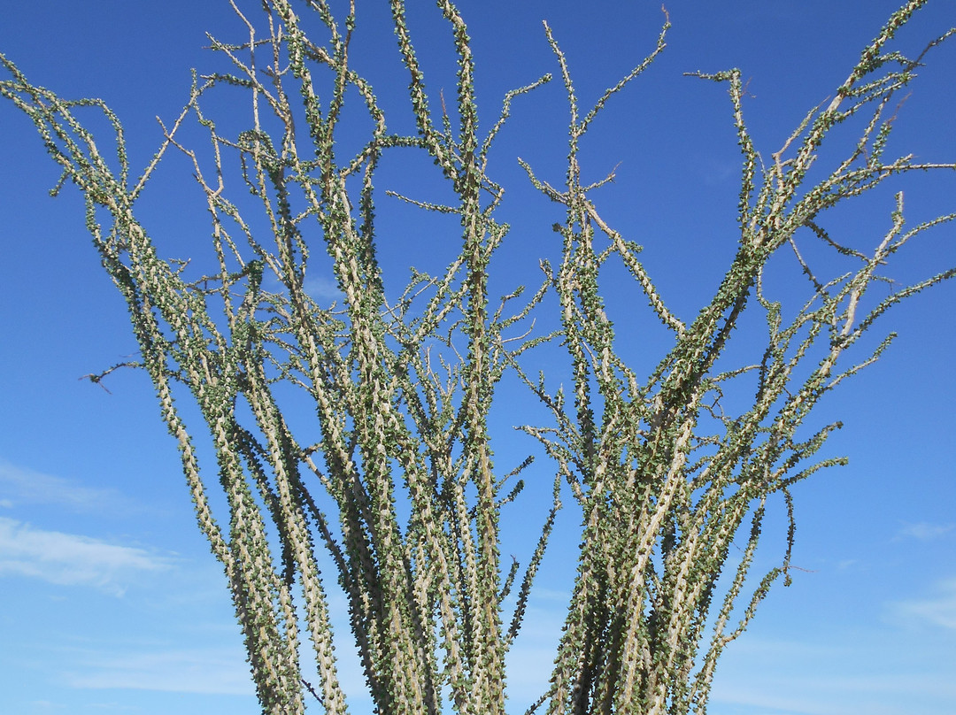 Joshua Tree National Park-约书亚树必去景点