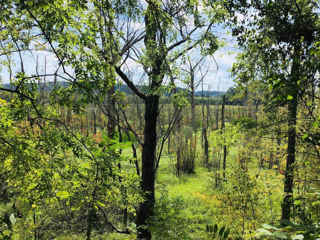 Cumberland RIver Bicentennial Trail景点图片