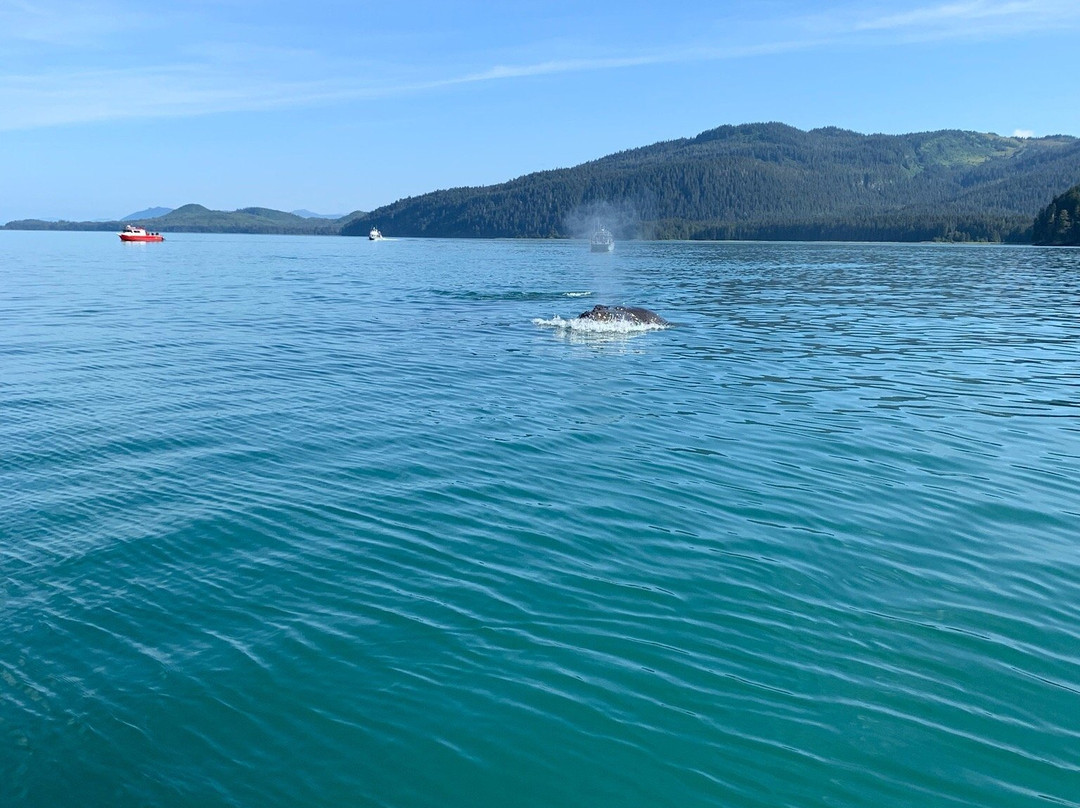 Icy Strait Whale Adventures-胡纳必去景点