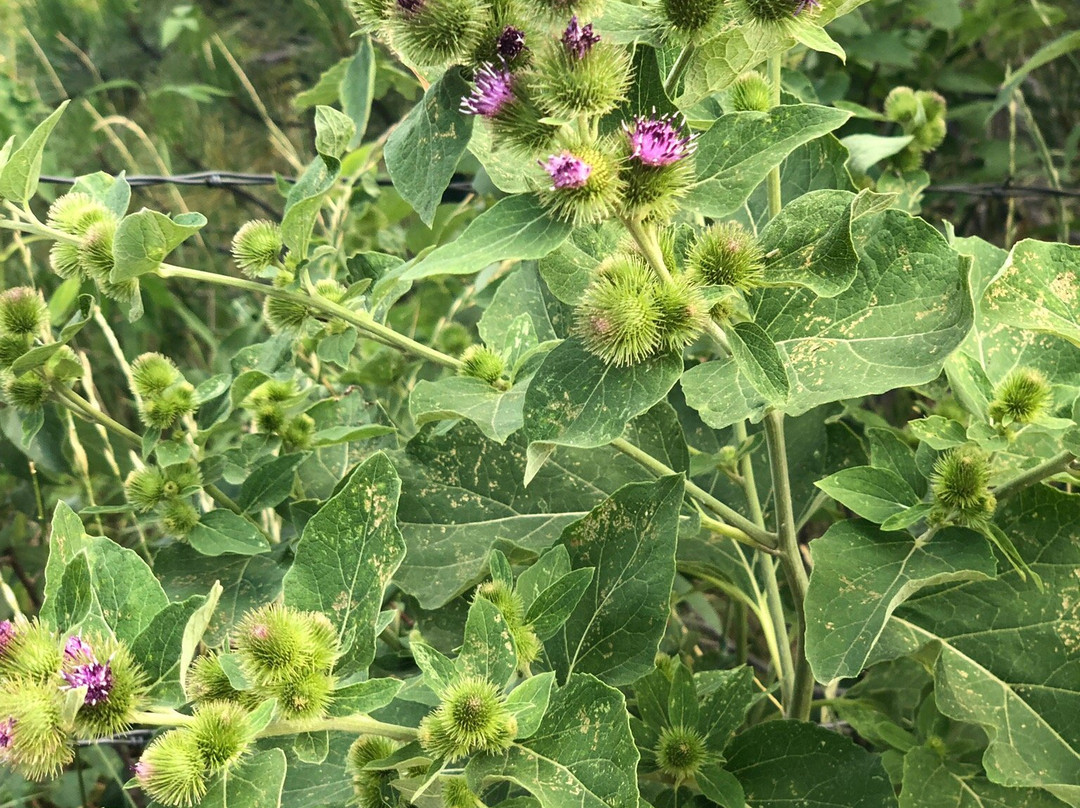 Mesa Trail-博尔德必去景点