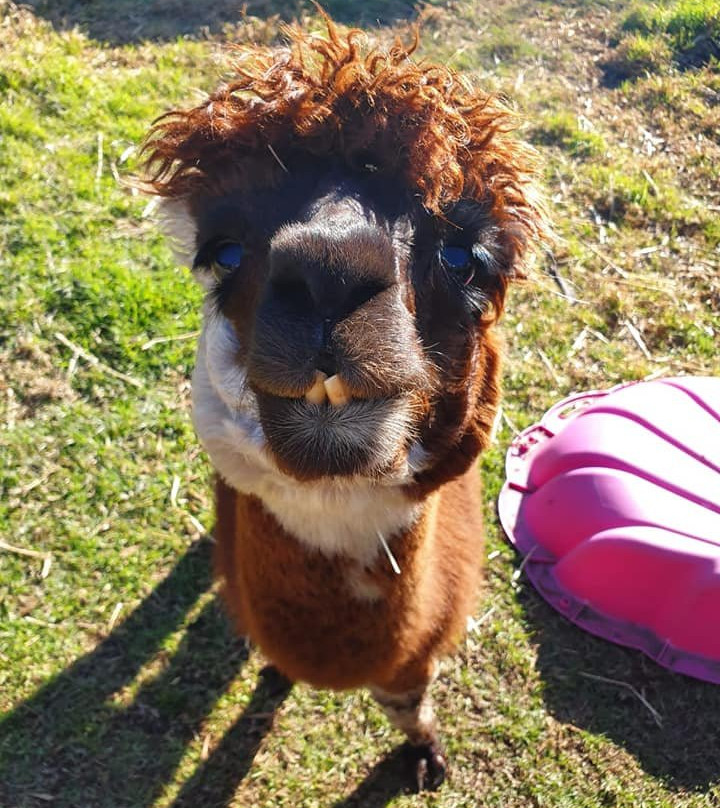 Humming Mountain Alpacas景点图片