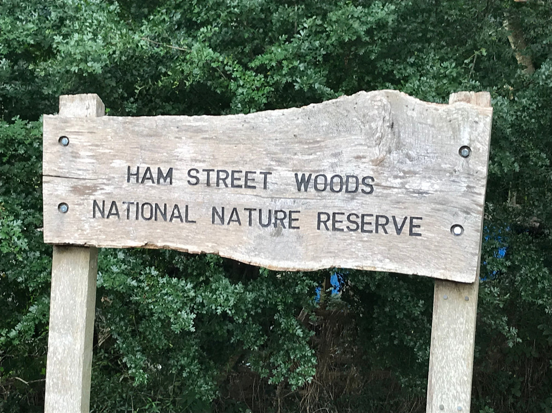 Hamstreet Woods National Nature Reserve景点图片