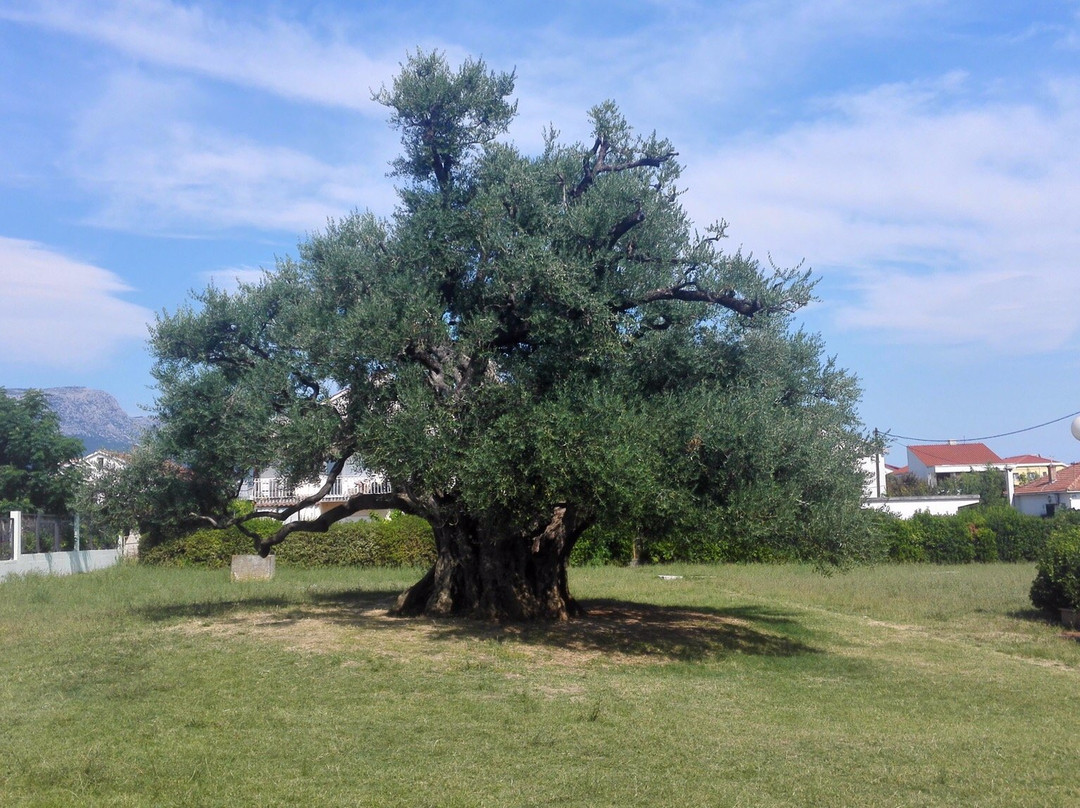 Mastrinka - Old Olive Tree景点图片