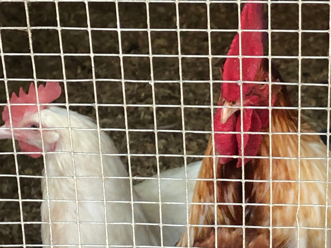 Au Pays Des Merveilles-Sainte-Adele必去景点