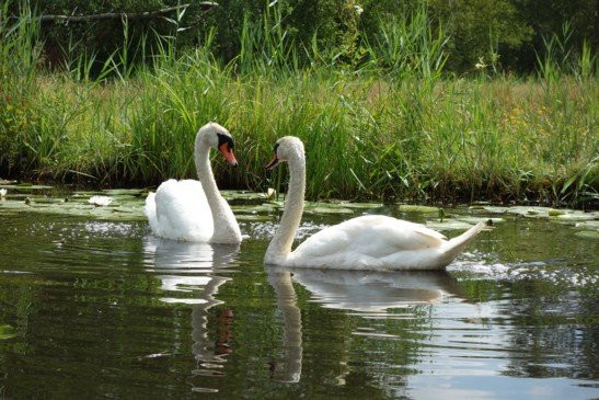 De Weerribben National Park-Overijssel Province必去景点