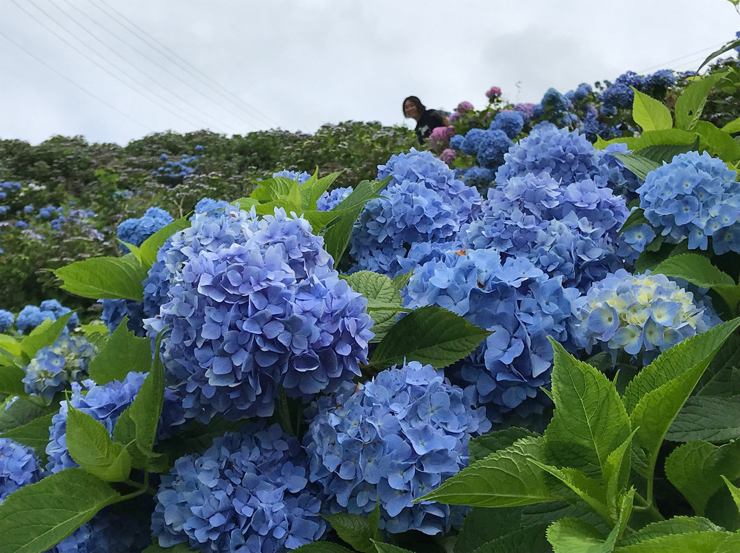 Okawara Kogen-佐那河内村必去景点