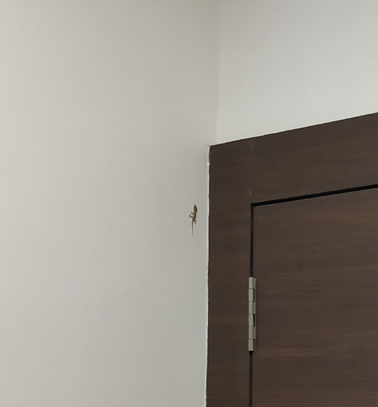 Hotel Gulmohar Inn主图