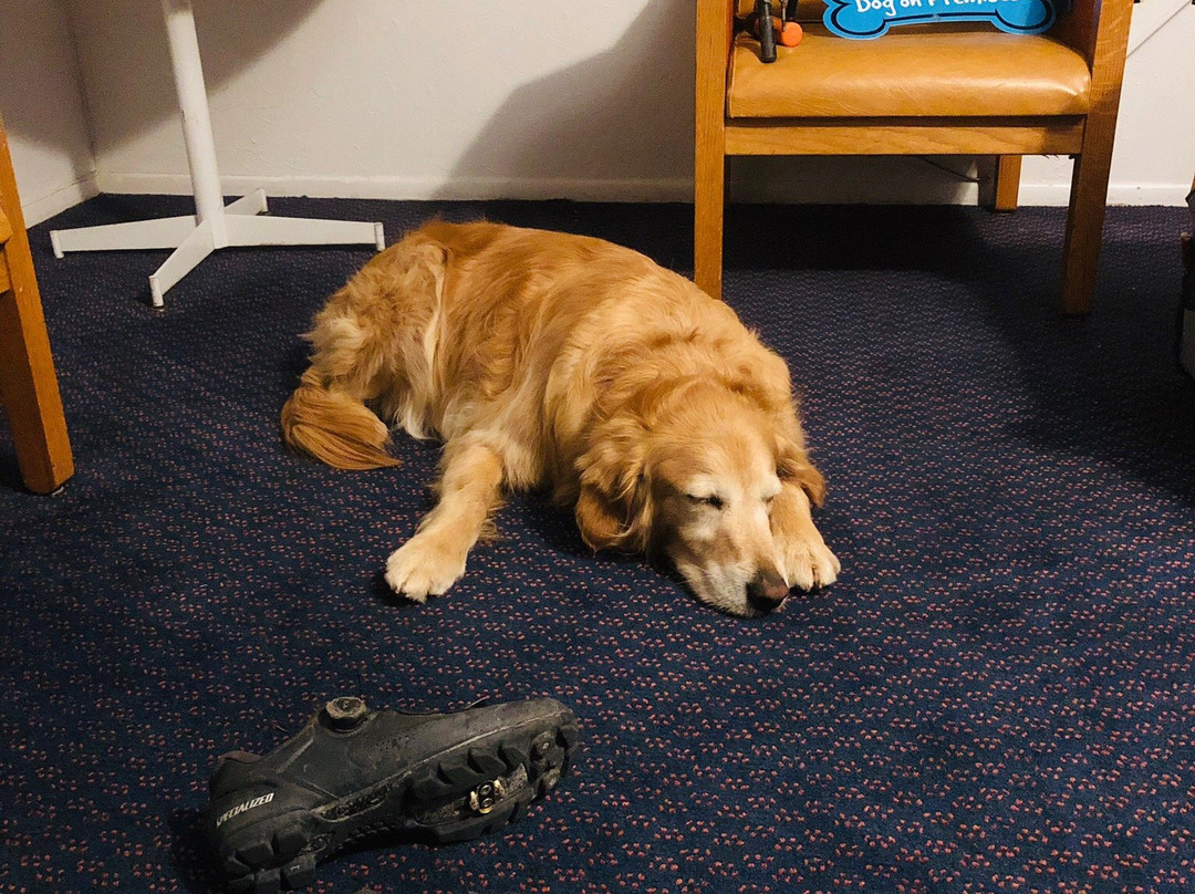 Palomino Motel主图