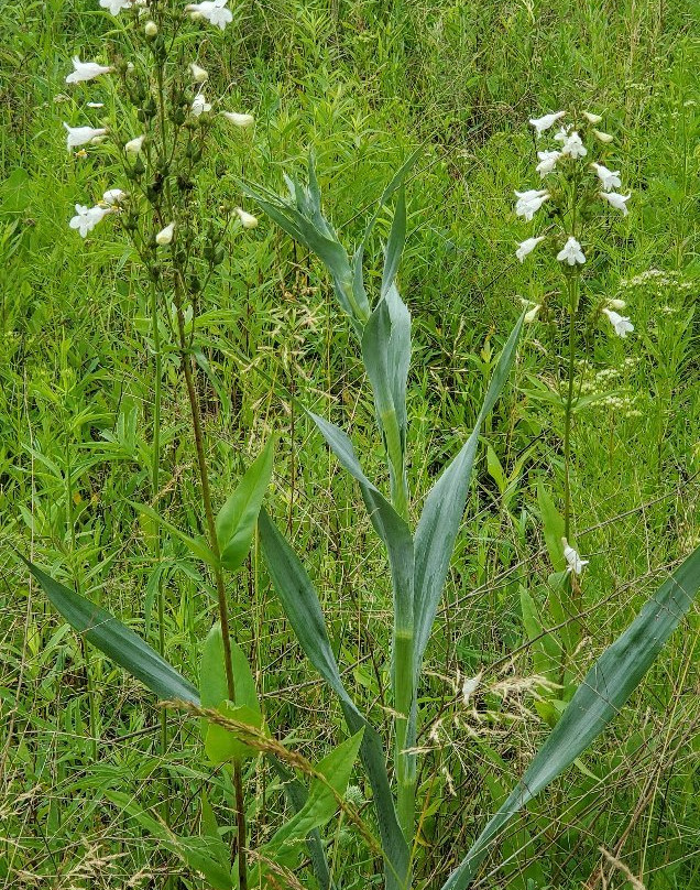 Deer Haven Preserve-Delaware必去景点