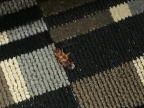 希尔顿欢朋酒店-普莱森顿主图