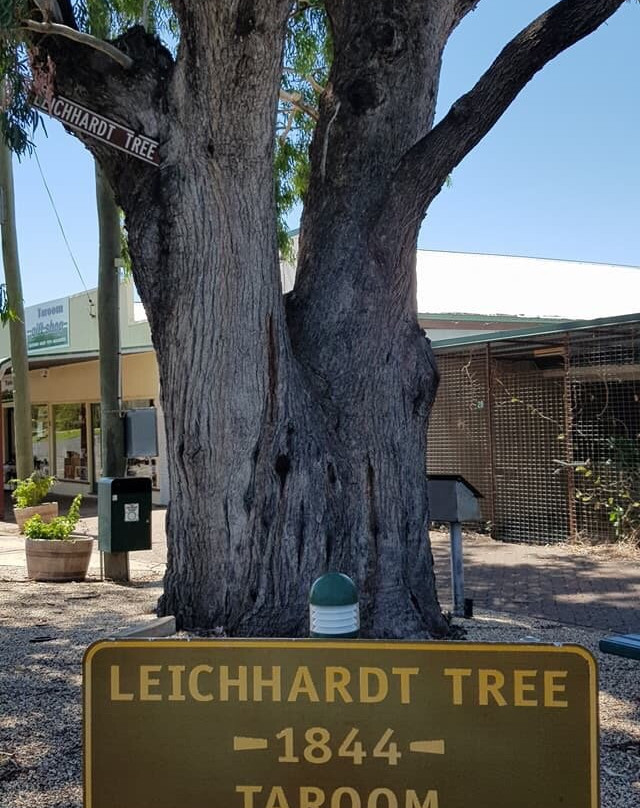 Leichhardt Tree景点图片