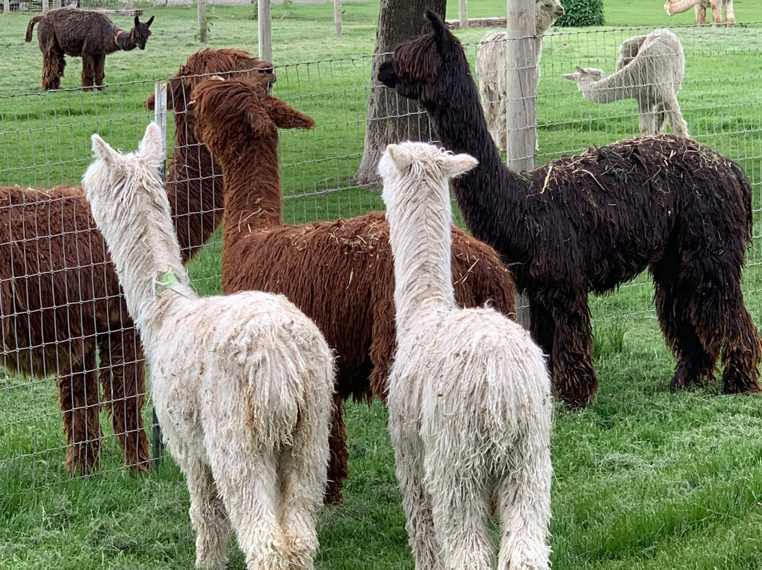 Sandollar Farms Alpacas & Pyrs景点图片