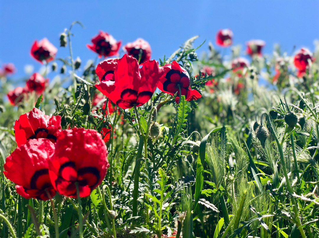 Al Samarkand Travel-撒马尔罕必去景点