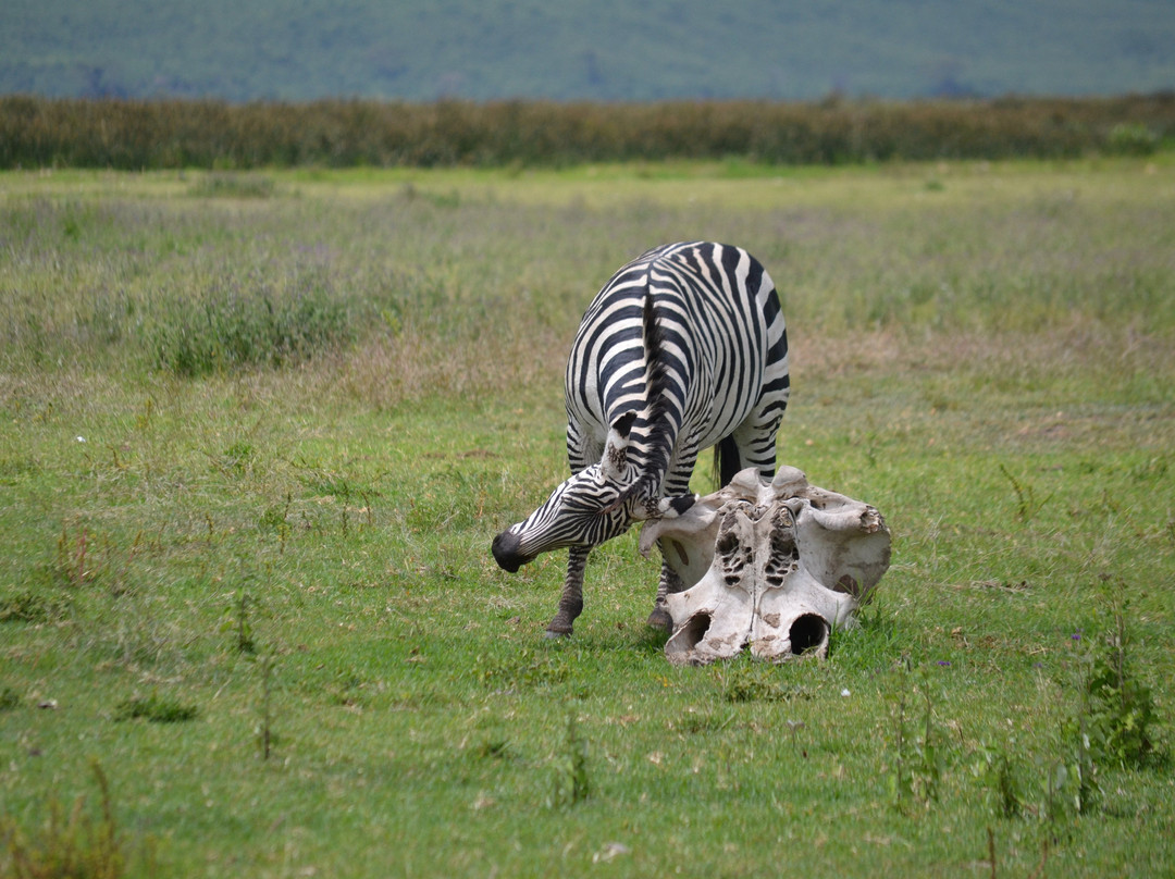 Meerkat Expedition-阿鲁沙必去景点