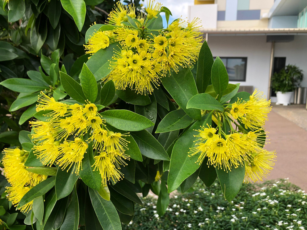 Rydges Palmerston主图