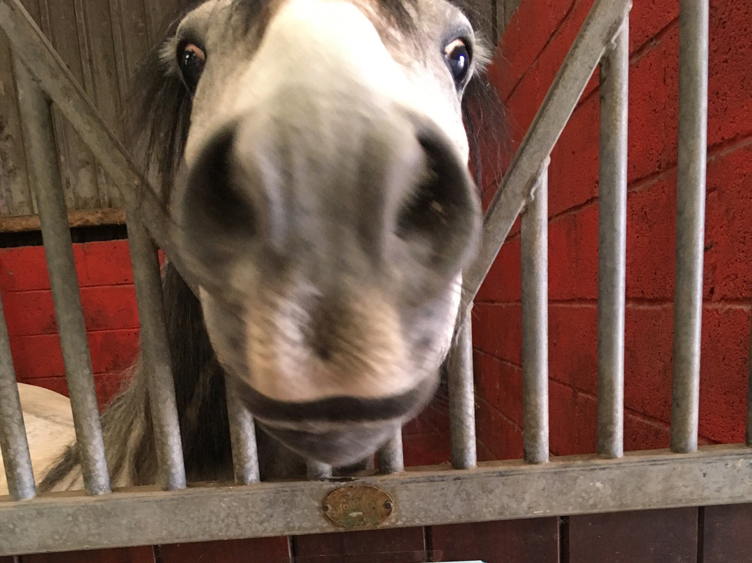 Morris Equestrian Centre景点图片