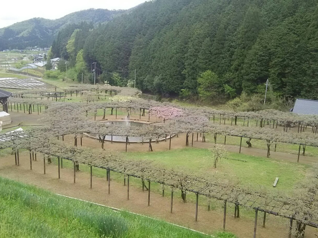 Shirai Omachi Fuji Park-朝来市必去景点