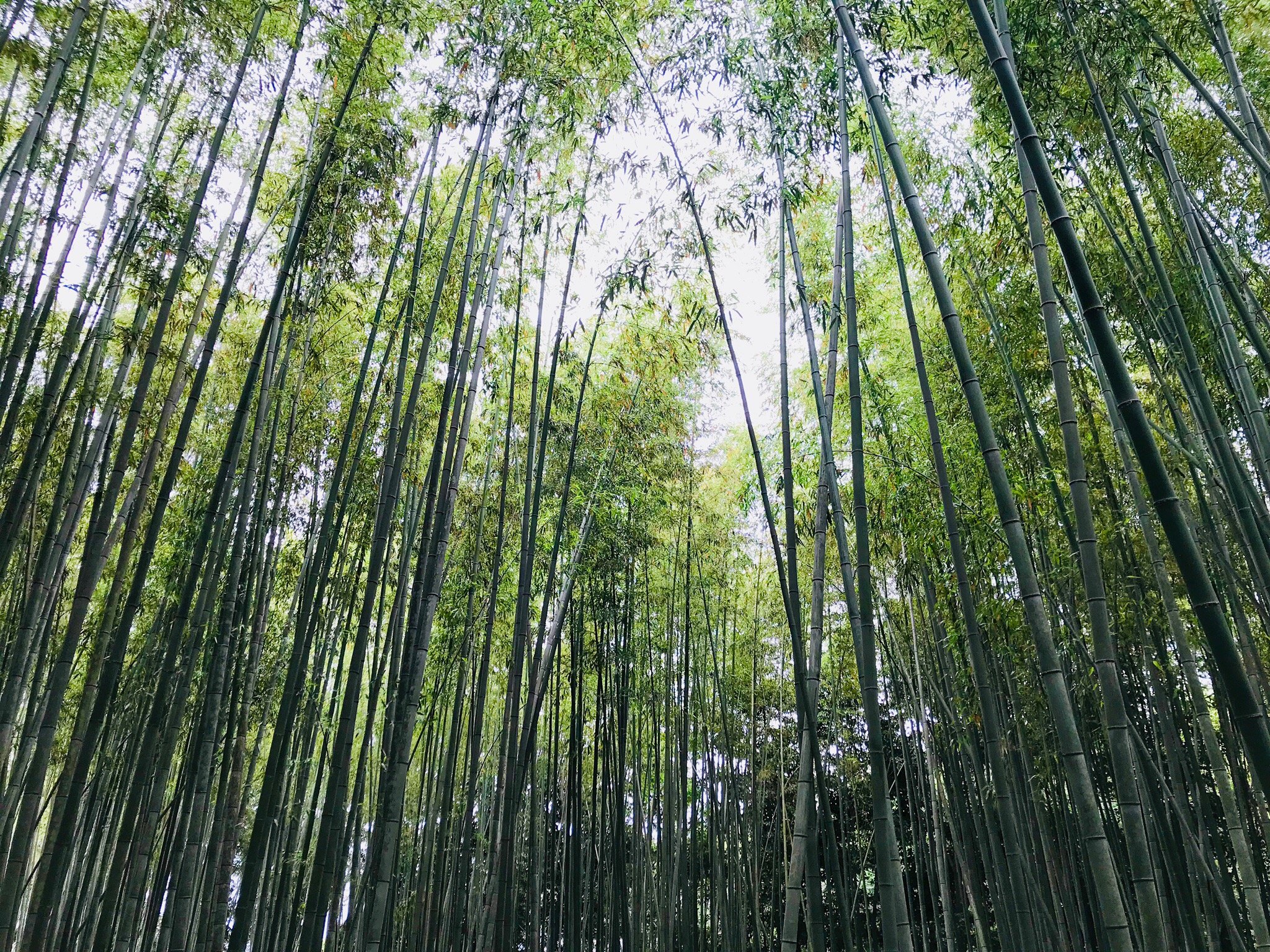 Fuji Midorino Kyukamura-官方