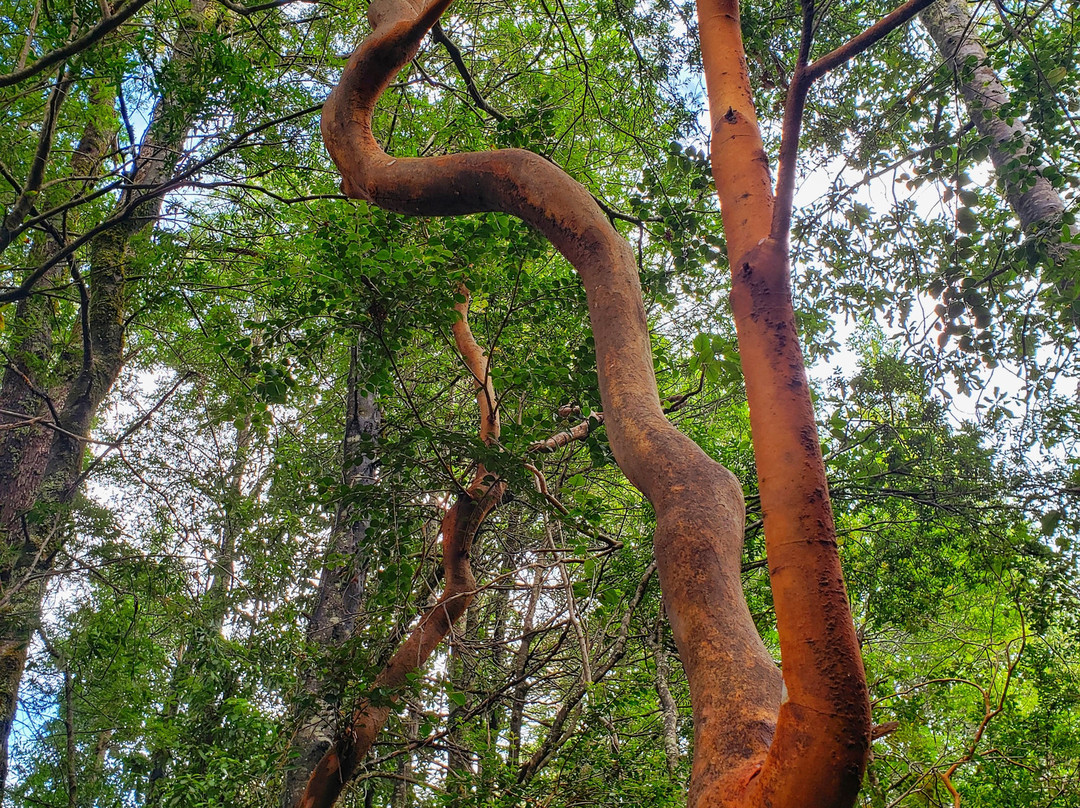 Parque Nacional Nahuelbuta-Angol必去景点