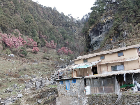 Chopta Meadows Heritage Camps主图