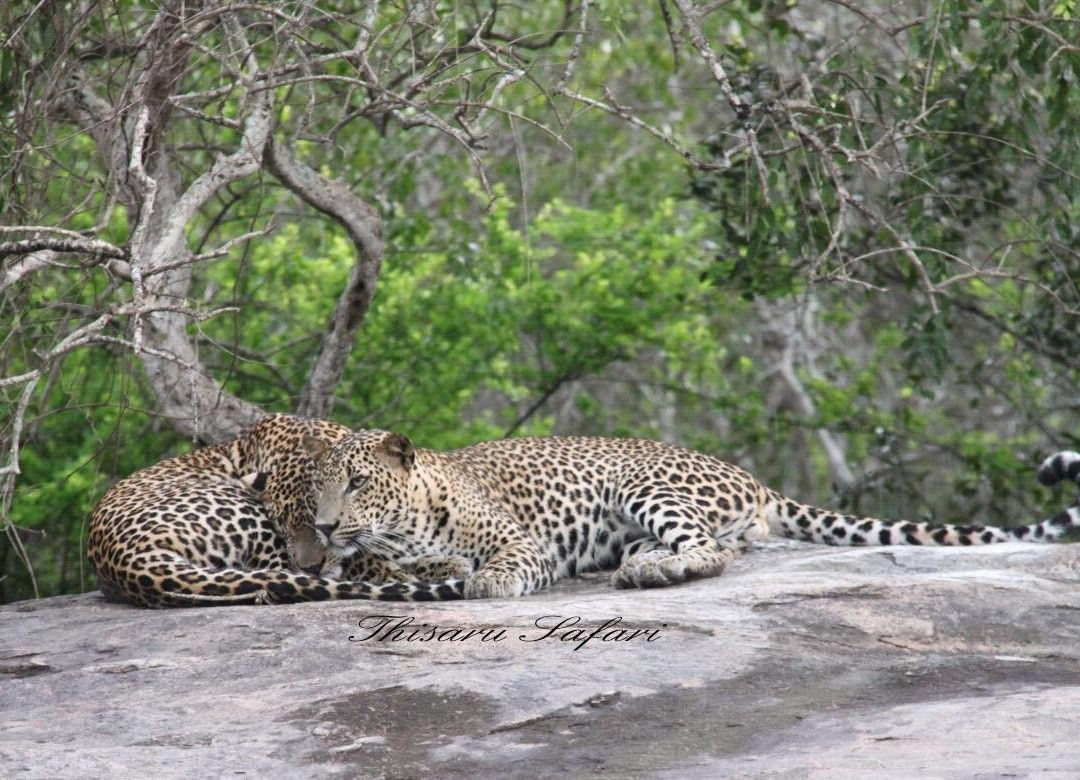 Thisaru Safari-蒂瑟默哈拉默必去景点