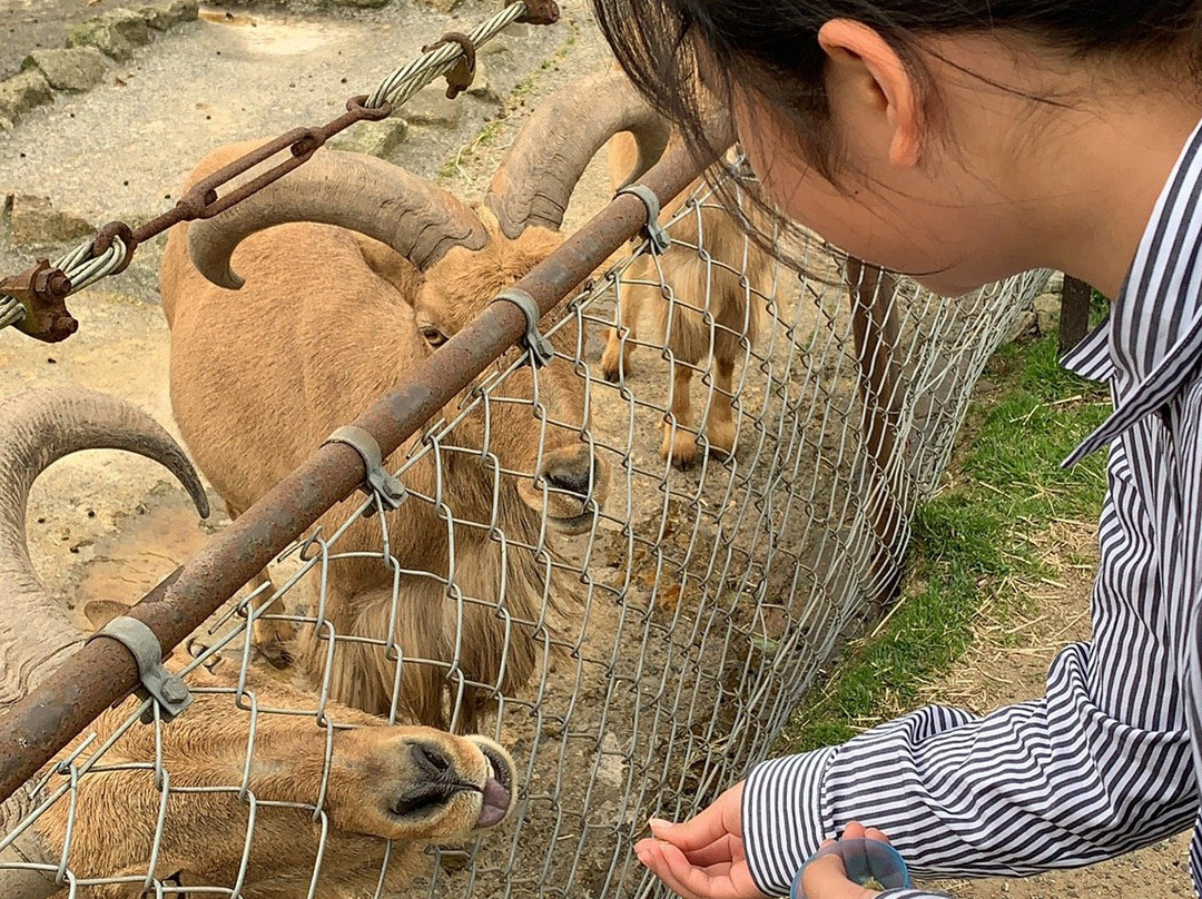 Akiyoshidai Safari Land景点图片