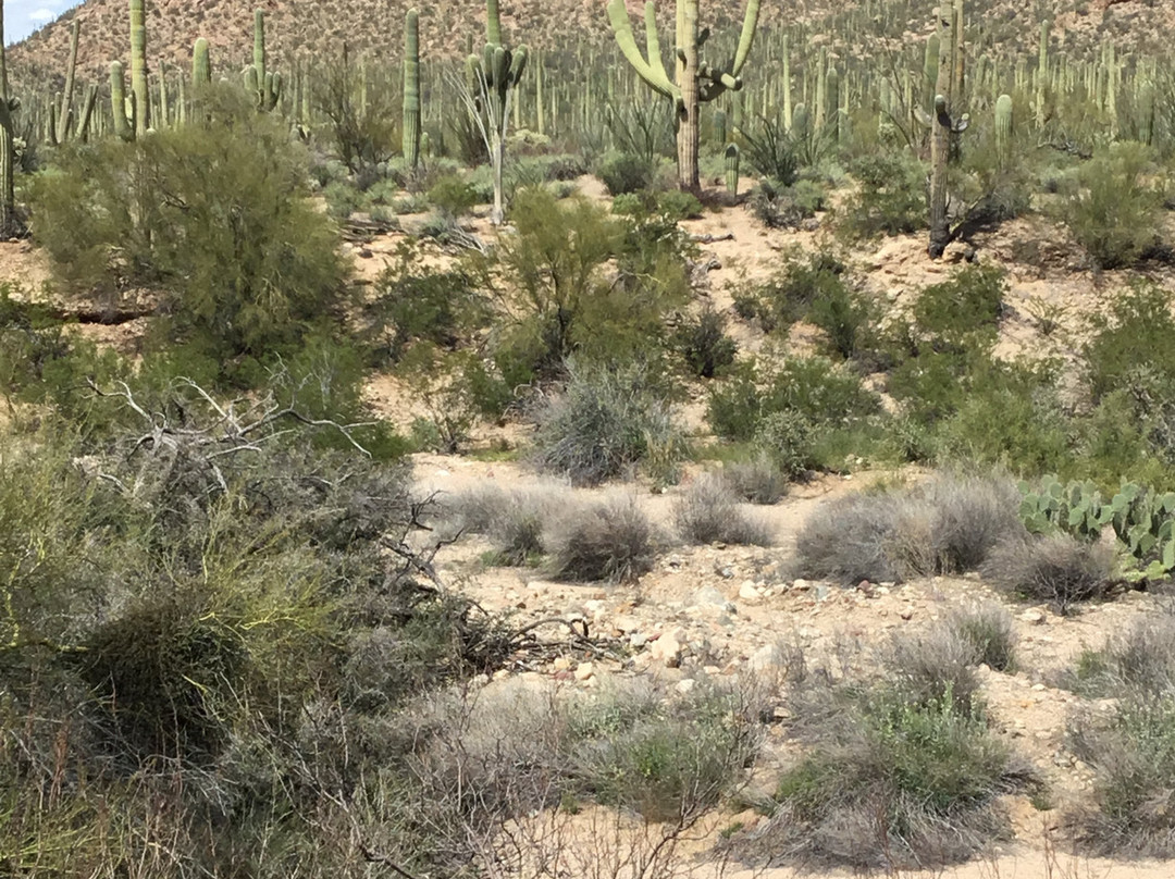 Saguaro National Park-图森必去景点