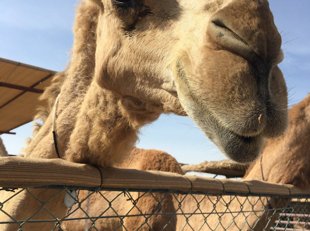 The Camel Farm景点图片