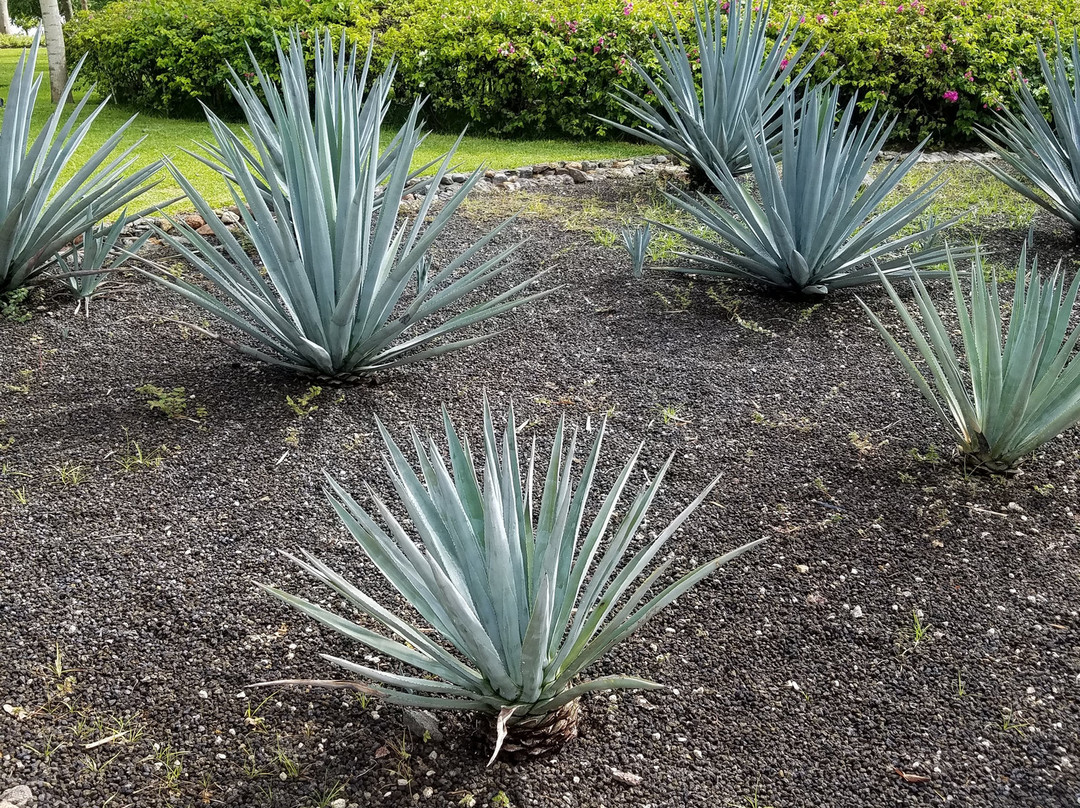 Jardines de México景点图片