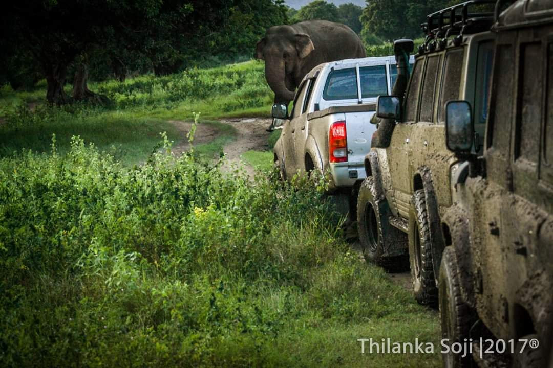 Minneriya National Park Elephant Watching Jeep Safari